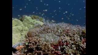 preview picture of video 'Plongée à Apo Island Aux Philippines-Diving in Apo Island Philippines By Planète Immersion'