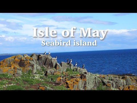 【Scotland】Isle of May ｜Seabird island ｜Walking tour
