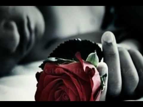 Te Regalo Una Rosa   ( Juan Luis Guerra )