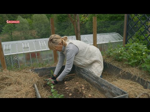 Škola vrtlarstva - krumpiri pod slamom