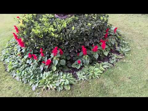 #Red Blooms Encircling a Palm: A Garden’s Vibrant Centerpiece #flowers #views #new #likes #garden