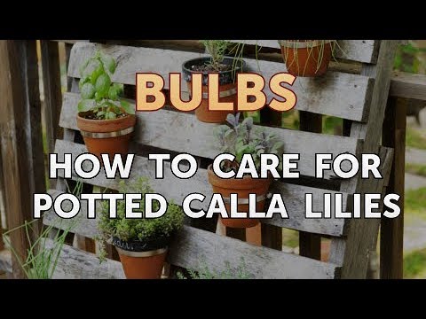 How to Care for a Gladiolus After It Blooms