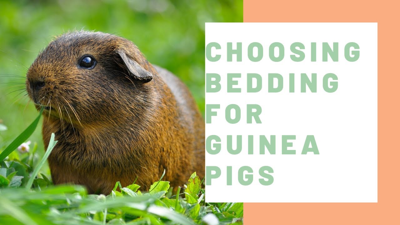 Choosing Bedding for Guinea Pigs - Guinea Pig Center