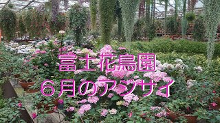 富士花鳥園　６月のアジサイ