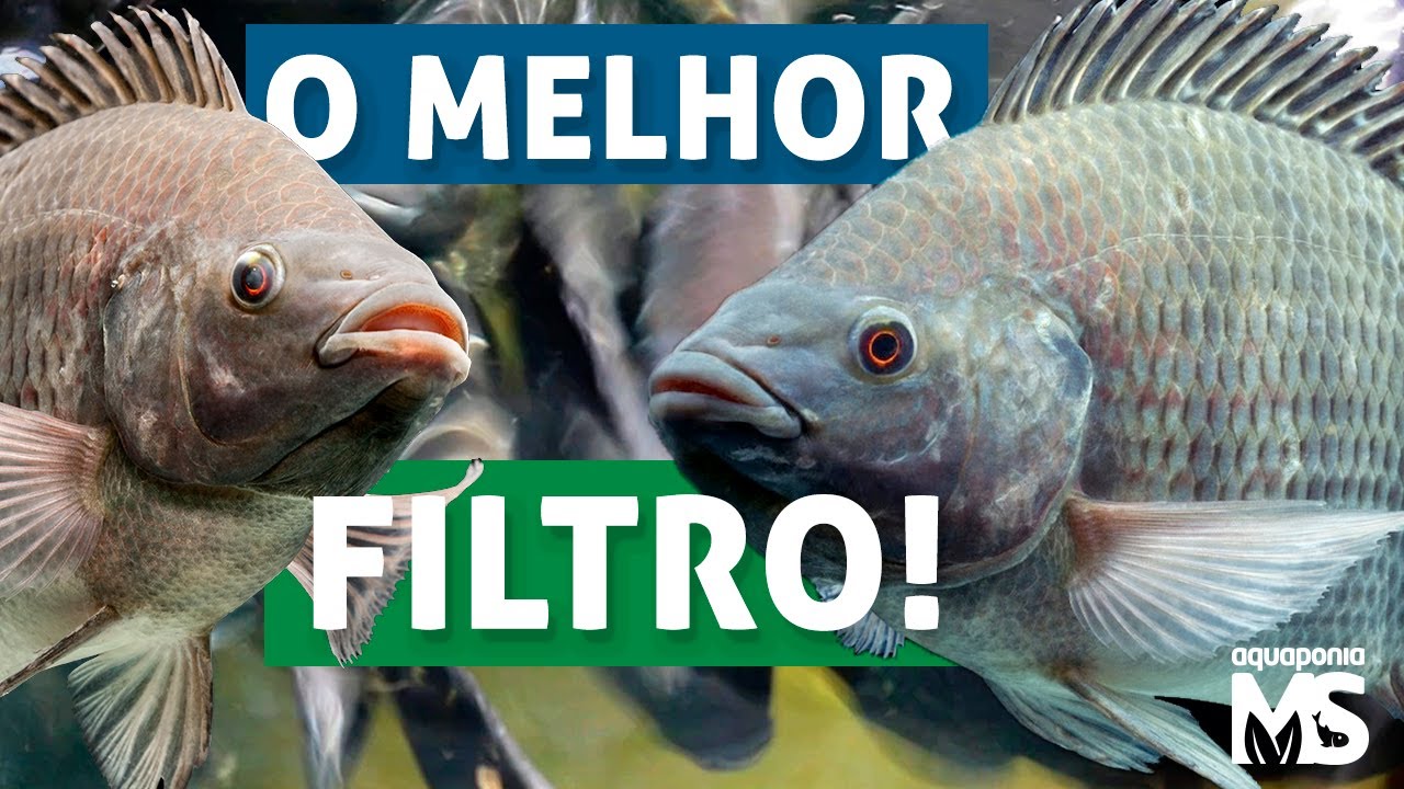 O melhor FILTRO para criação de PEIXES