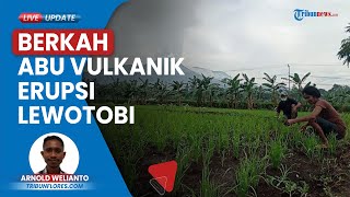 Abu Vulkanik Erupsi Gunung Lewotobi Laki-lagi Justru Jadi Berkah Pupuk bagi Petani di Flores Timur