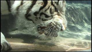 Смотреть онлайн Плавание под водой бенгальского белого тигра