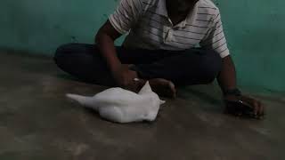 Thai Cats Videos