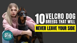 10 Velcro Dog Breeds That Will Never Leave Your Side