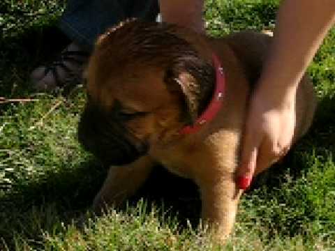 LITTLE GURJEET 8 WEEKS OLD..
