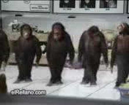 maymunlar horon tepiyor