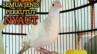 Download lagu PERKUTUT PUTIH GACOR, Suara cocok untuk pancingan semua jenis perkutut. mp3