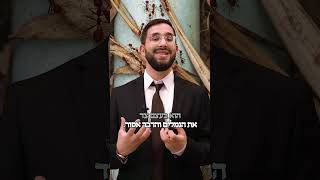 האם מותר לקחת נמלים מהשולחן בשבת ולזרוק אותם בחוץ? - הרב נריה ברבי שליט"א (ארגון ענפים) - התמונה מוצגת ישירות מתוך אתר האינטרנט יוטיוב. זכויות היוצרים בתמונה שייכות ליוצרה. קישור קרדיט למקור התוכן נמצא בתוך דף הסרטון