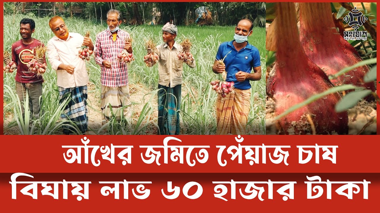 চিনিকলের জমি এবার পেঁয়াজের খামার! ৬৮ কোটি টাকার বিপ্লব