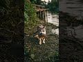 A Homeless Cat Biting The Grilled Fish Near The River Poorcat Animal Kitten Cat Becausei