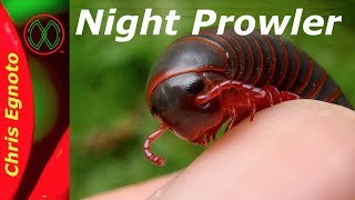 The Iron Worm! - Prowling the forest floor