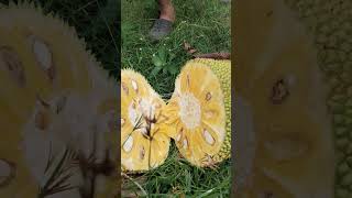 Download lagu Another sweet jackfruit cutting mp3