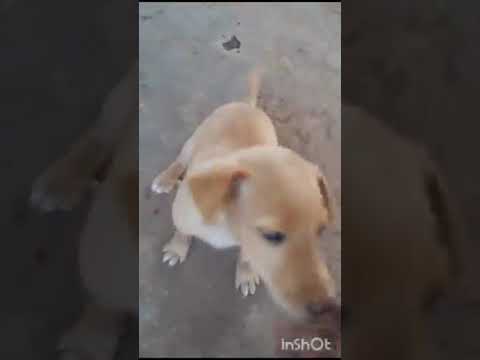 Yesterday rescued this poor puppy from the road side. She is playing with our house servant 😊