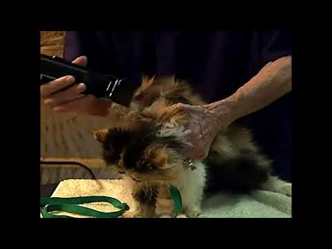 How to Cut a Cat's Fur with an Electric Razor