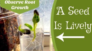 HOW A SEED GROWS | ROOT OBSERVATION | NATURE WATCH | WALDORF BOTANY MAIN LESSON