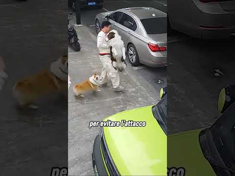 Perché bisogna tenere i cani al guinzaglio nei luoghi pubblici❗