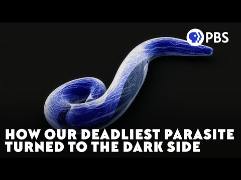 The Journey of a Lethal Parasite