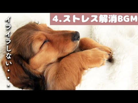 犬を寝かしつける