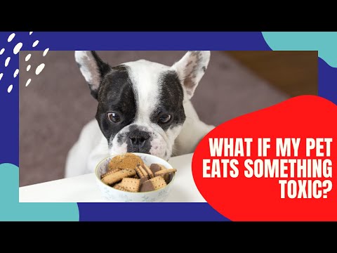 What if my pet eats something Toxic?