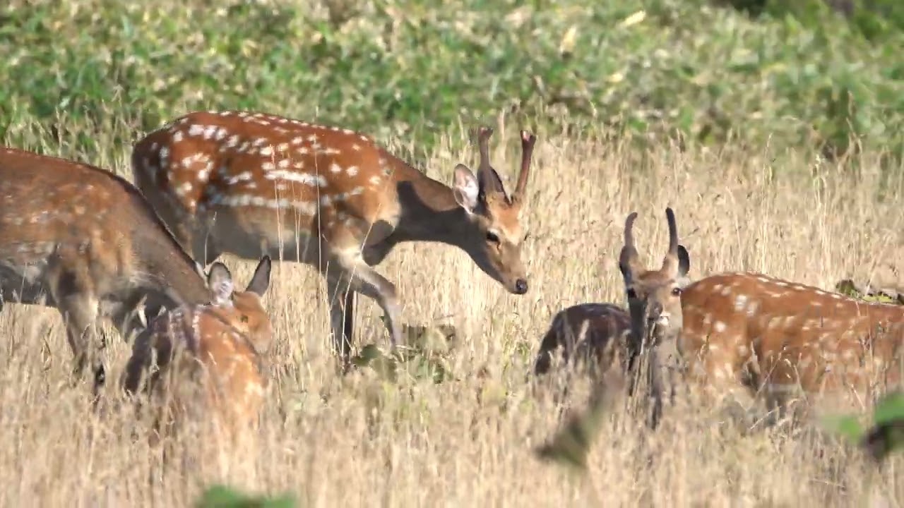 日本北限のエゾシカ