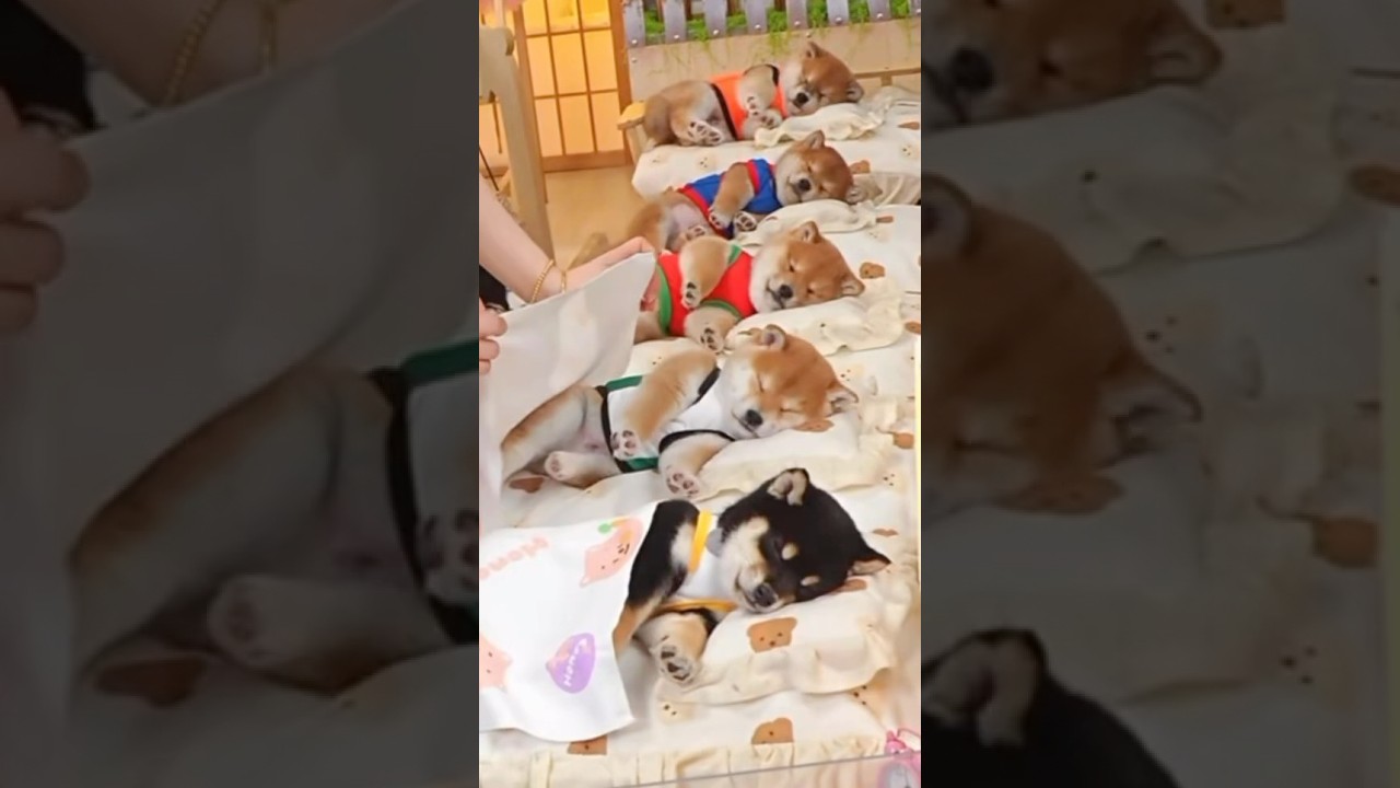 かけてもかけても、すぐ外しちゃうのが可愛すぎる。No matter how many times I cover them… they kick it off instantly 😂