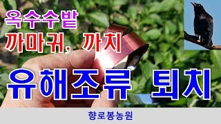 옥수수 유해조류 피해방지를 위한 반짝이 테이프 설치
