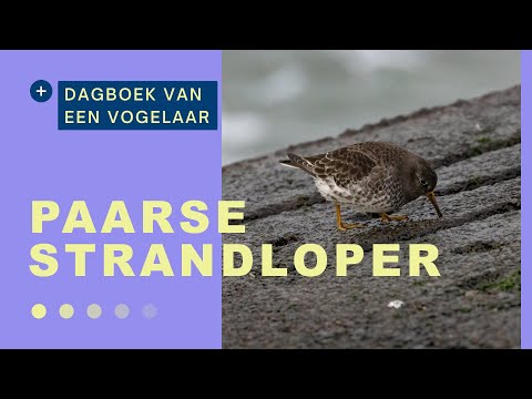 🇳🇱 Paarse strandloper & steenloper 🇬🇧 The purple sandpiper and Turnstone   #20