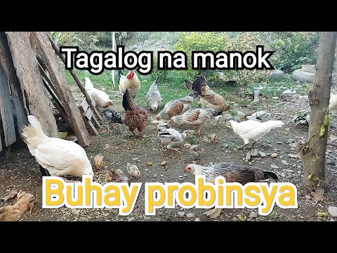, title : 'Tagalog na manok|Buhay probinsya|mga alagang hayop