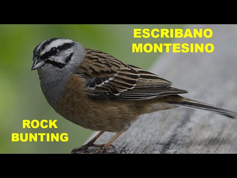 ESCRIBANO MONTESINO | ROCK BUNTING | Emberiza cia