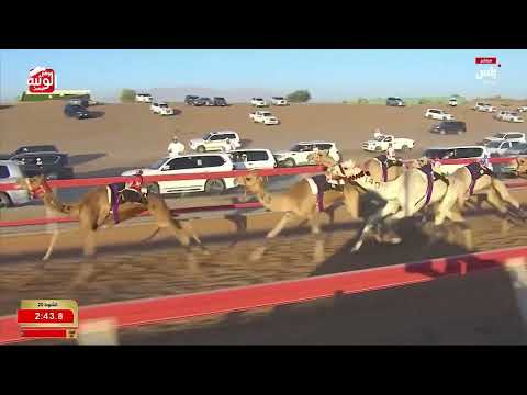 ش 20 (مبعد) لـ محمد جمعه الغويص السويدي 3:01:67 ، شارة العقود 2026/05/23 السوان
