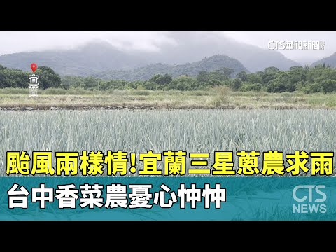 颱風兩樣情！宜蘭三星蔥農求雨　台中香菜農憂心忡忡