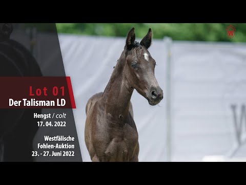 Fohlen-Auktion Lot 01 Der Talisman LD Hengst v. Despacito - Sandro Hit