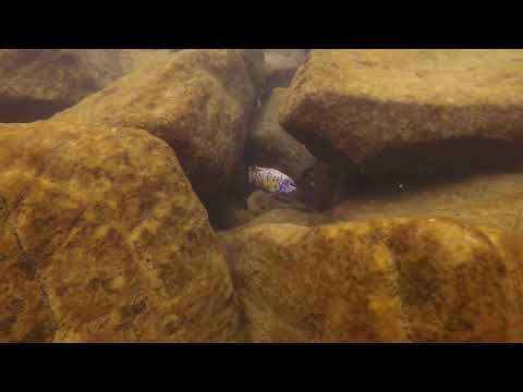 Labeotropheus fuelleborni Mc Katale Island