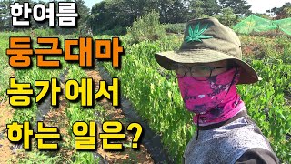 한여름, 둥근대마 농가에서는 무슨 일을 할까?  [시골배낭여행] #47.