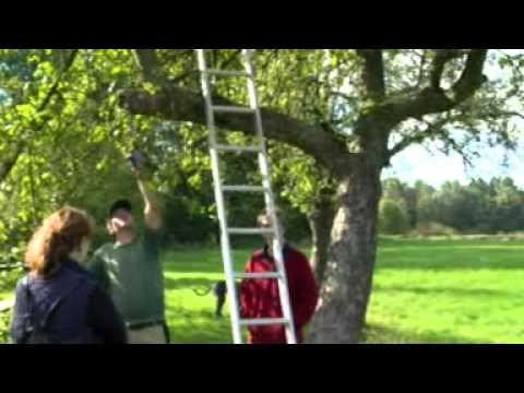 Obstbaumschnitt Teil 2