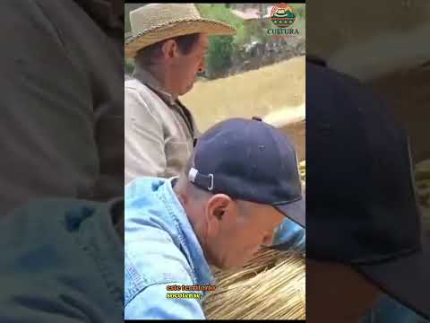 Trilla en máquina ancestral.Socotá boyacá. #campo #tradicion #historia