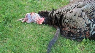 How to Hunt Late Season Turkeys
