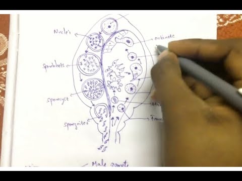 Inter 2nd year SYNAPTIC TRANSMISSION ZOOLOGY