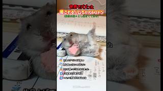 世界でバズった癒されるハムちゃんTOP5 #癒し #ハムスター #面白い