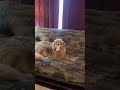 Golden Retriever Ruby Shows Complete Empathy For Sad Part Of Homeward Bound