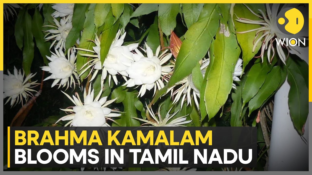 Sacred Brahma Kamalam, Uttarakhand’s State Flower, Blooms in Tamil Nadu | WION