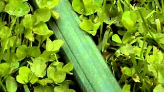 The Books - Smells Like Content (Playall DVD)