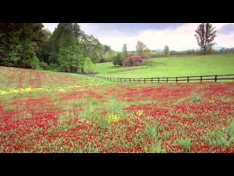 Desatero lučních květů - Jarmila Veselá