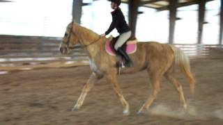 preview picture of video 'Truman 1-7-12 Trottimg cantering 014.MOV'