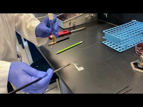 How To Make Bacterial smears from a broth and from a plate